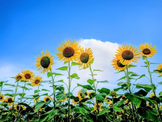 グローバルリンク - 夏季休暇のお知らせ